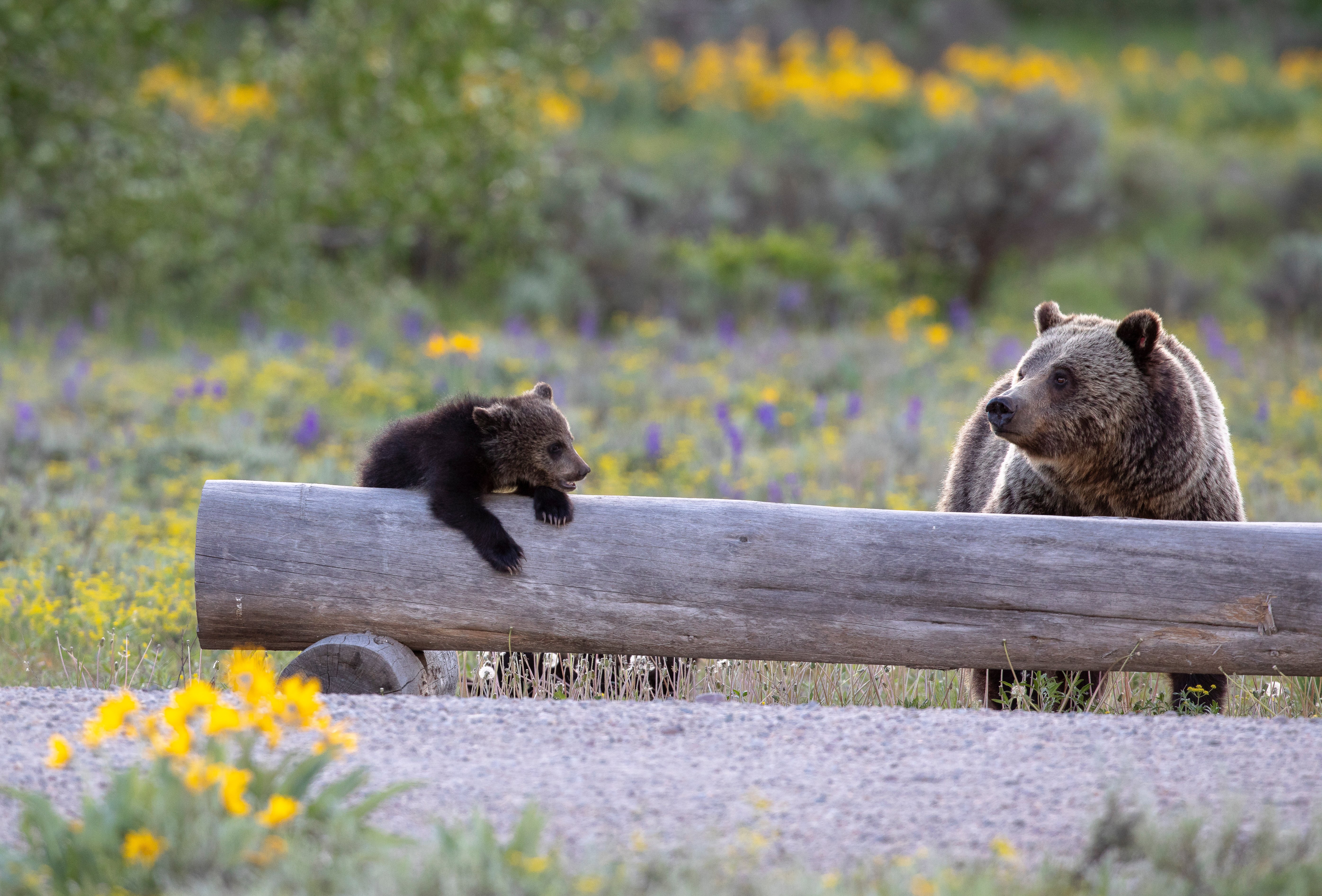 Grizzly-mama-cub_