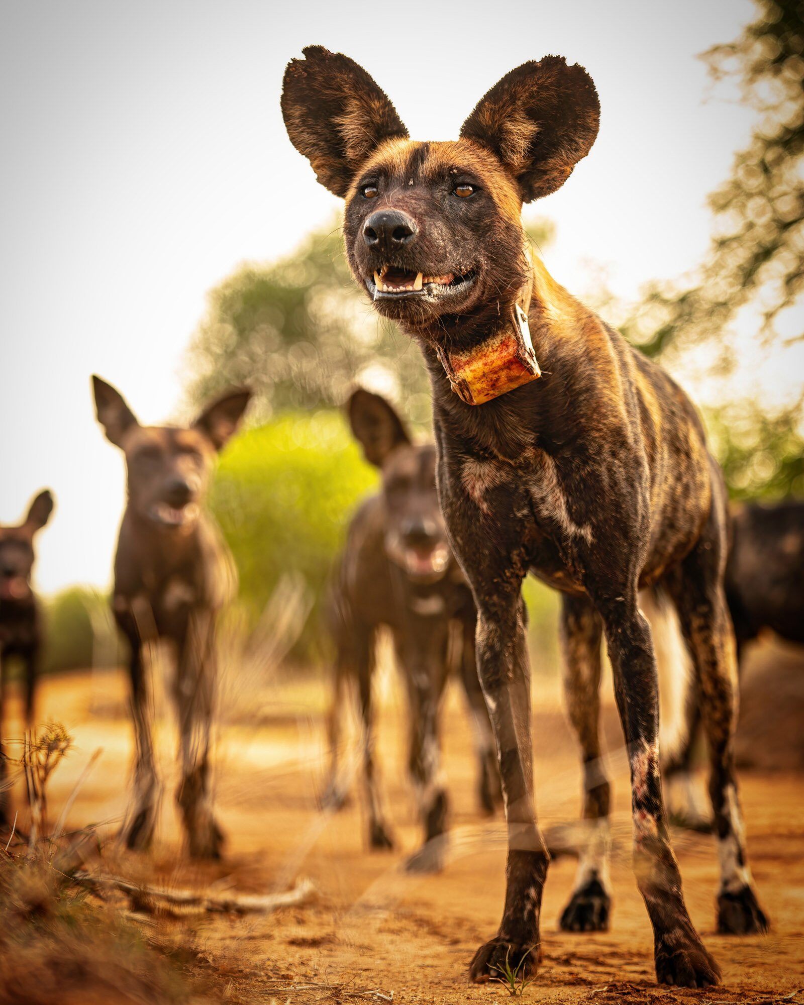 Wild_Dogs_Africa