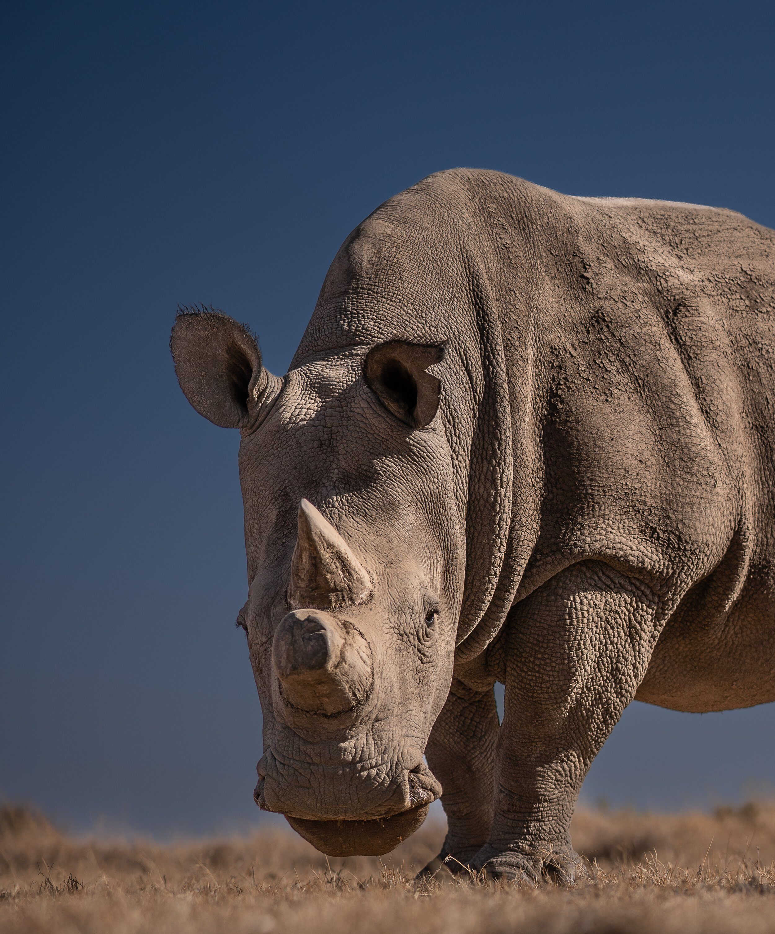 A black rhinoceros' textured skin is lit from the sun as it looks directly into the camera with a clear blue sky in the background