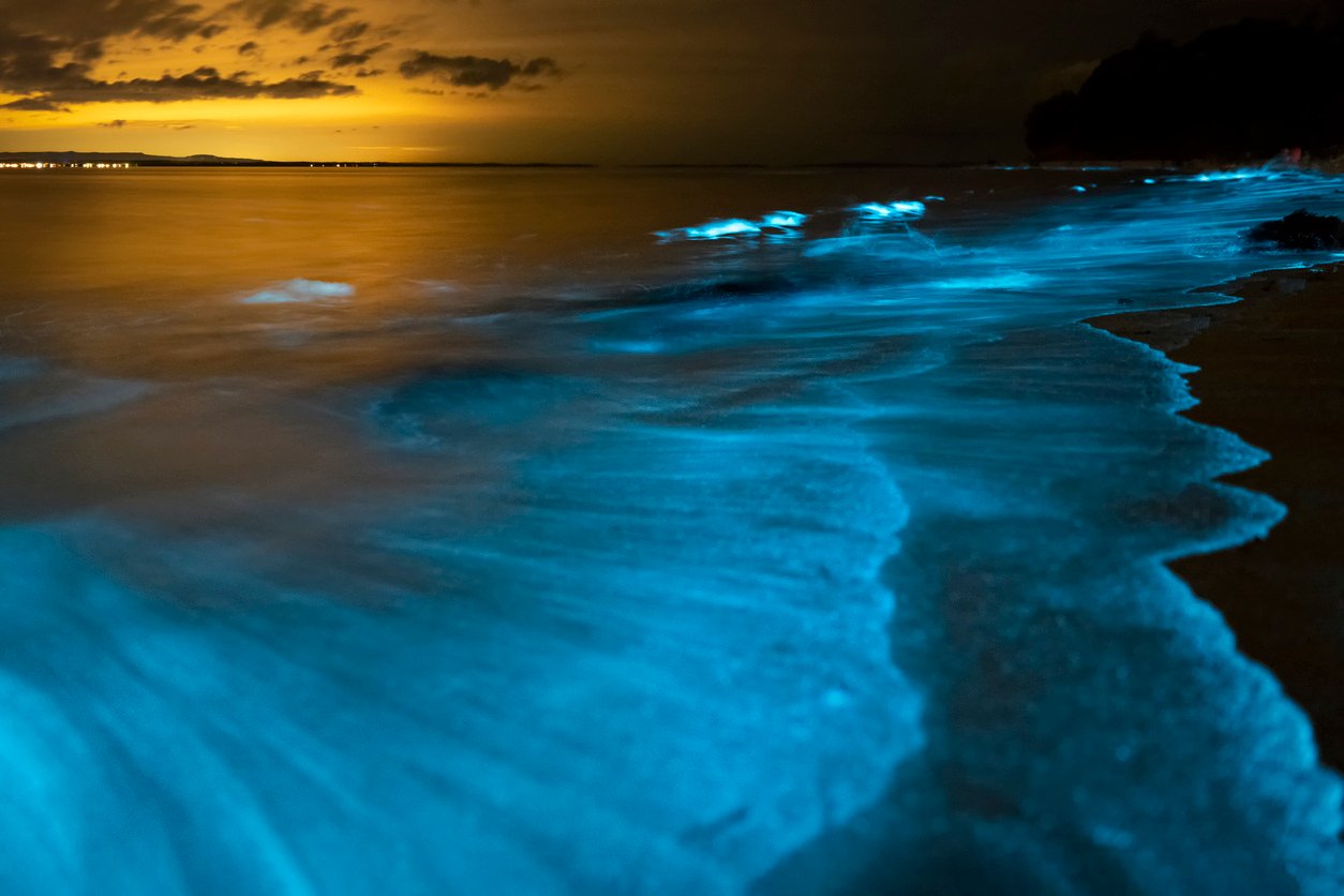 bioluminescence-istock