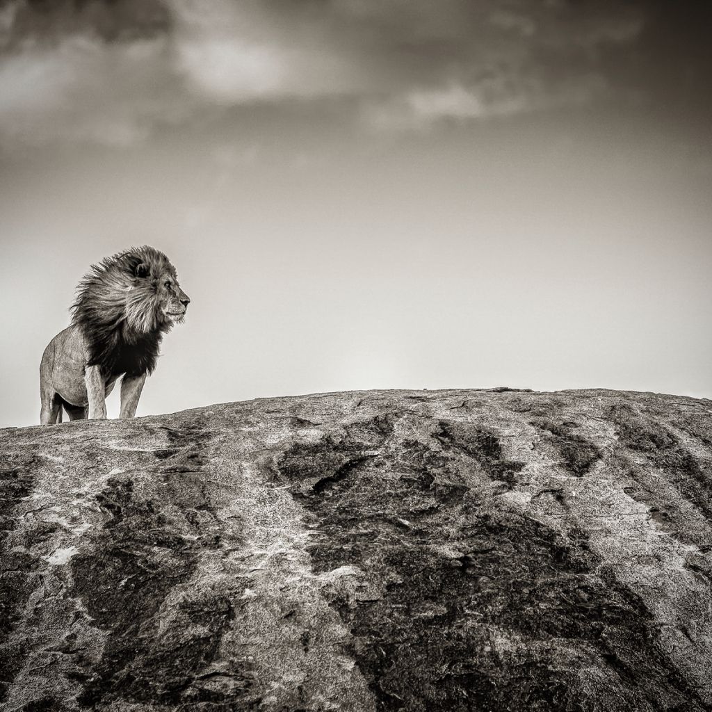 Lion_Bob_Jr_On_Rock_BW_KS