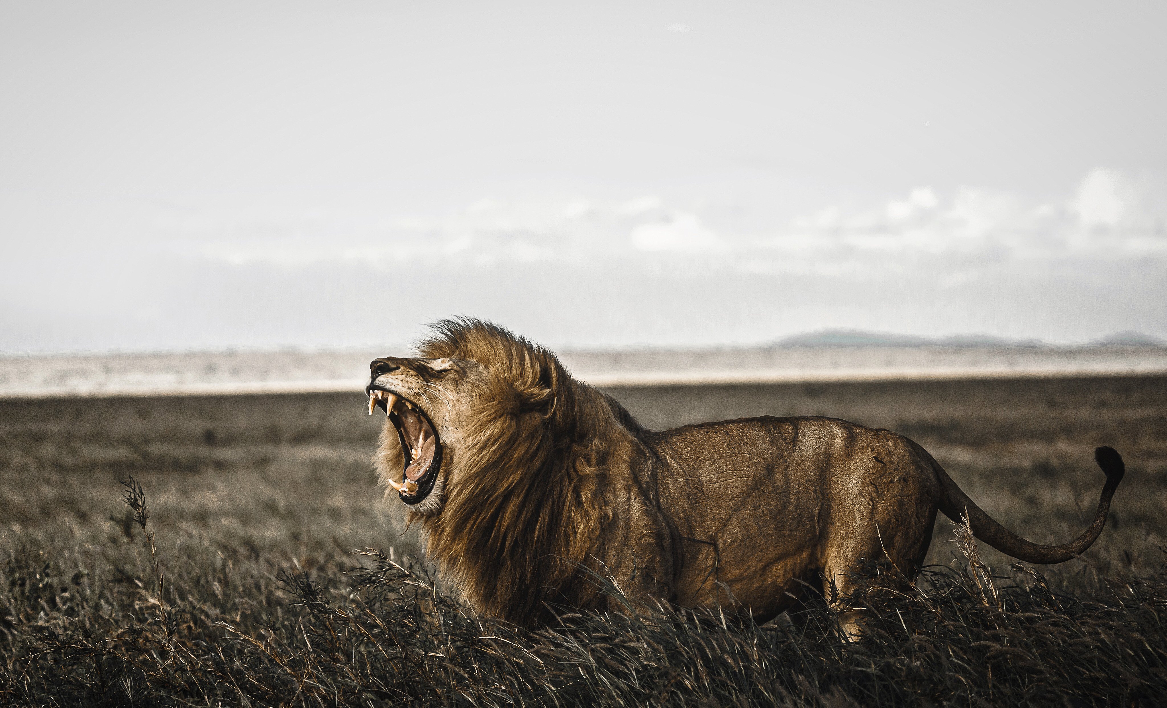 Lion_Roaring_Serengeti_KS