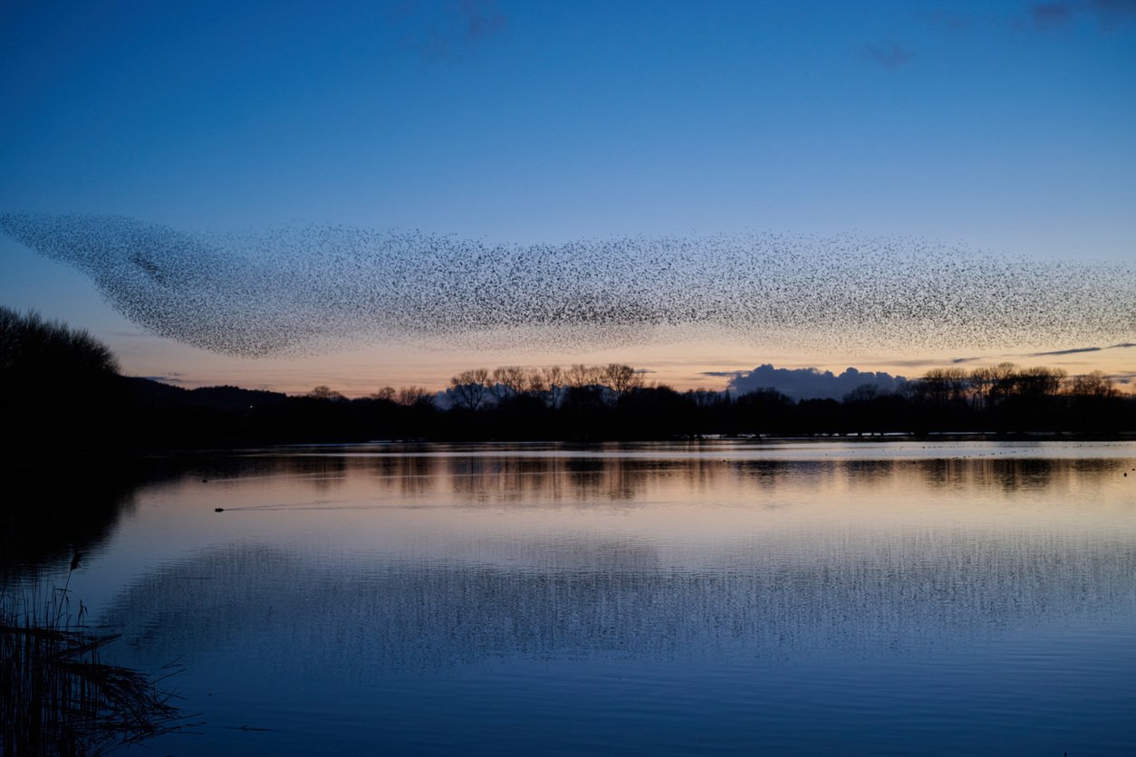 Starling-Murmuration-uk-istock