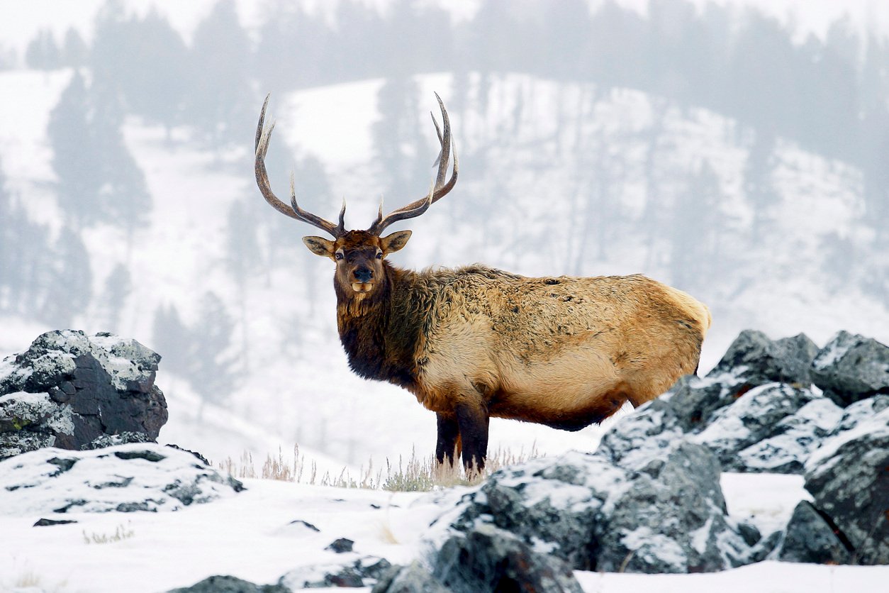 elk-winter-Yellowstone-istock