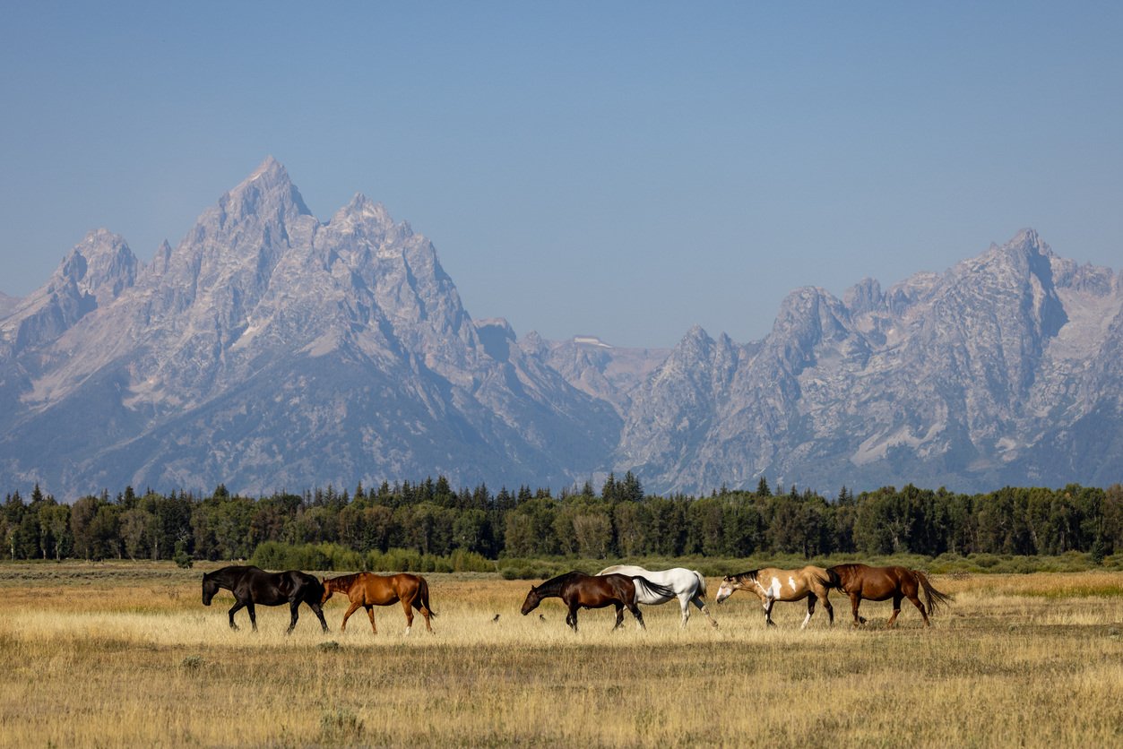 horses-summer-Grand-Tetons-istock