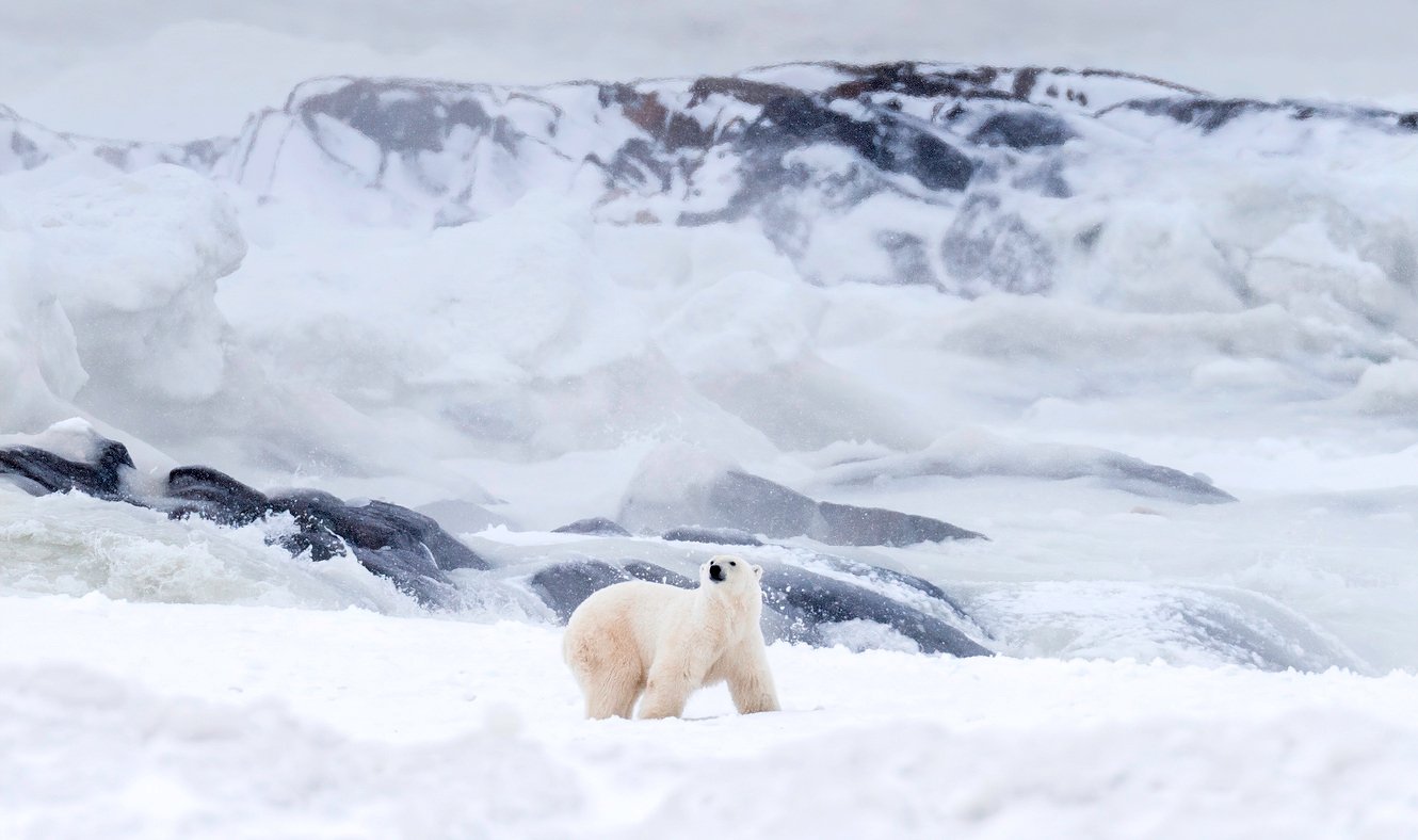 polar bear-manitoba canada-Getty Images-iStock_Johnny Hayward