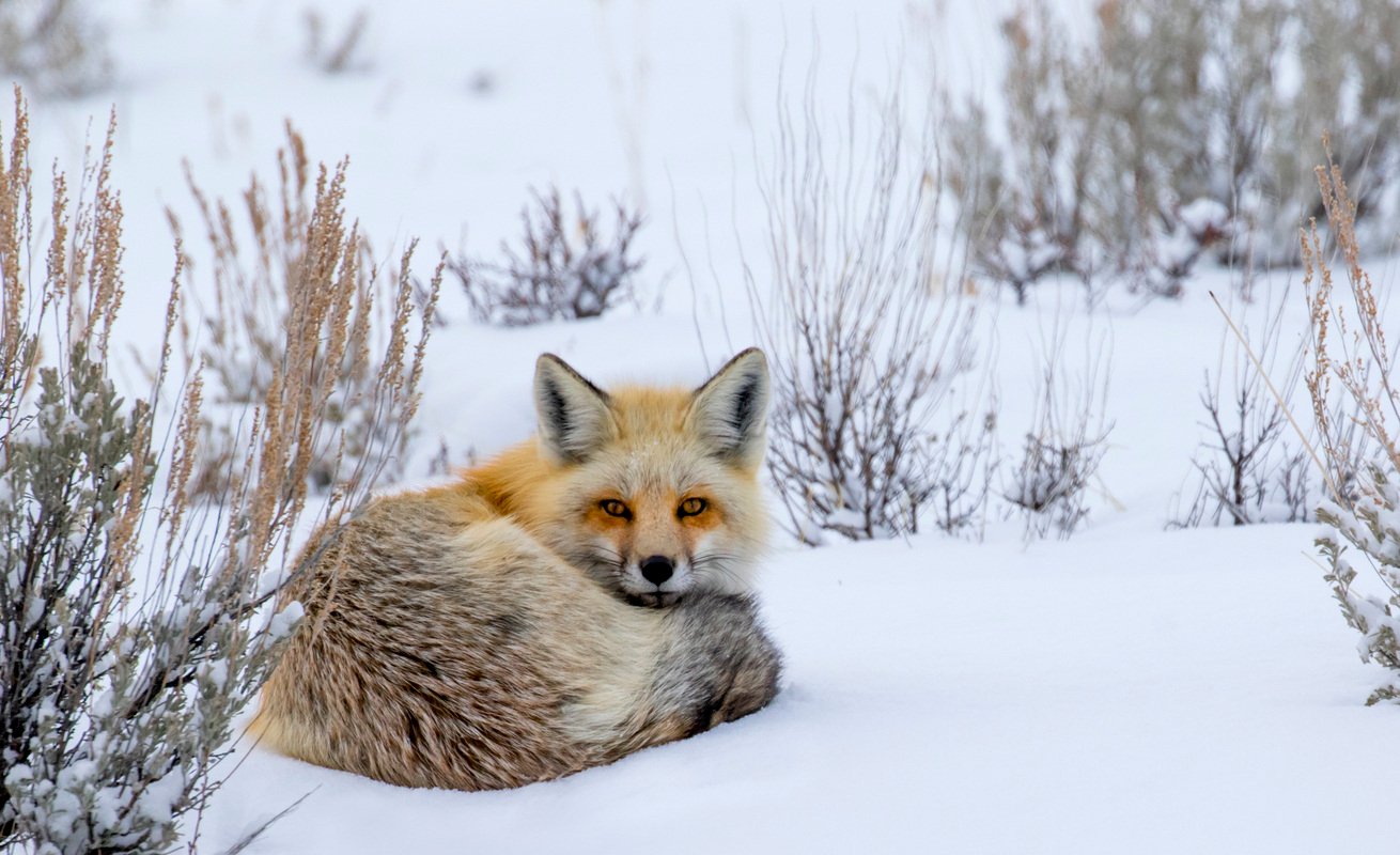 red-fox-snow_Jackson-Hole-winter_istock