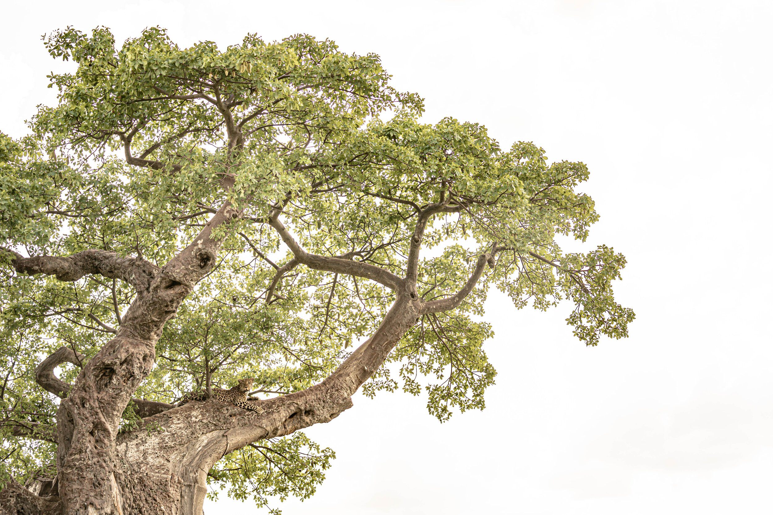 Leopard_Male_In_Tree_Jabali_KS