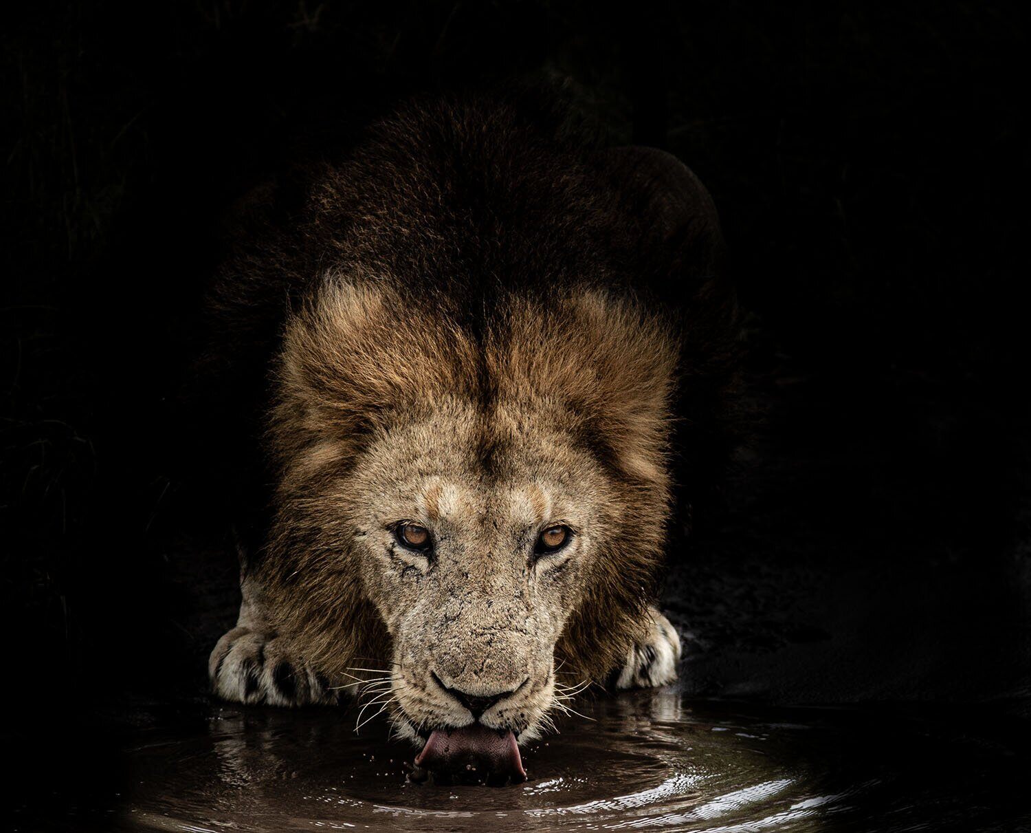 drinking_lion_black_background_kyle