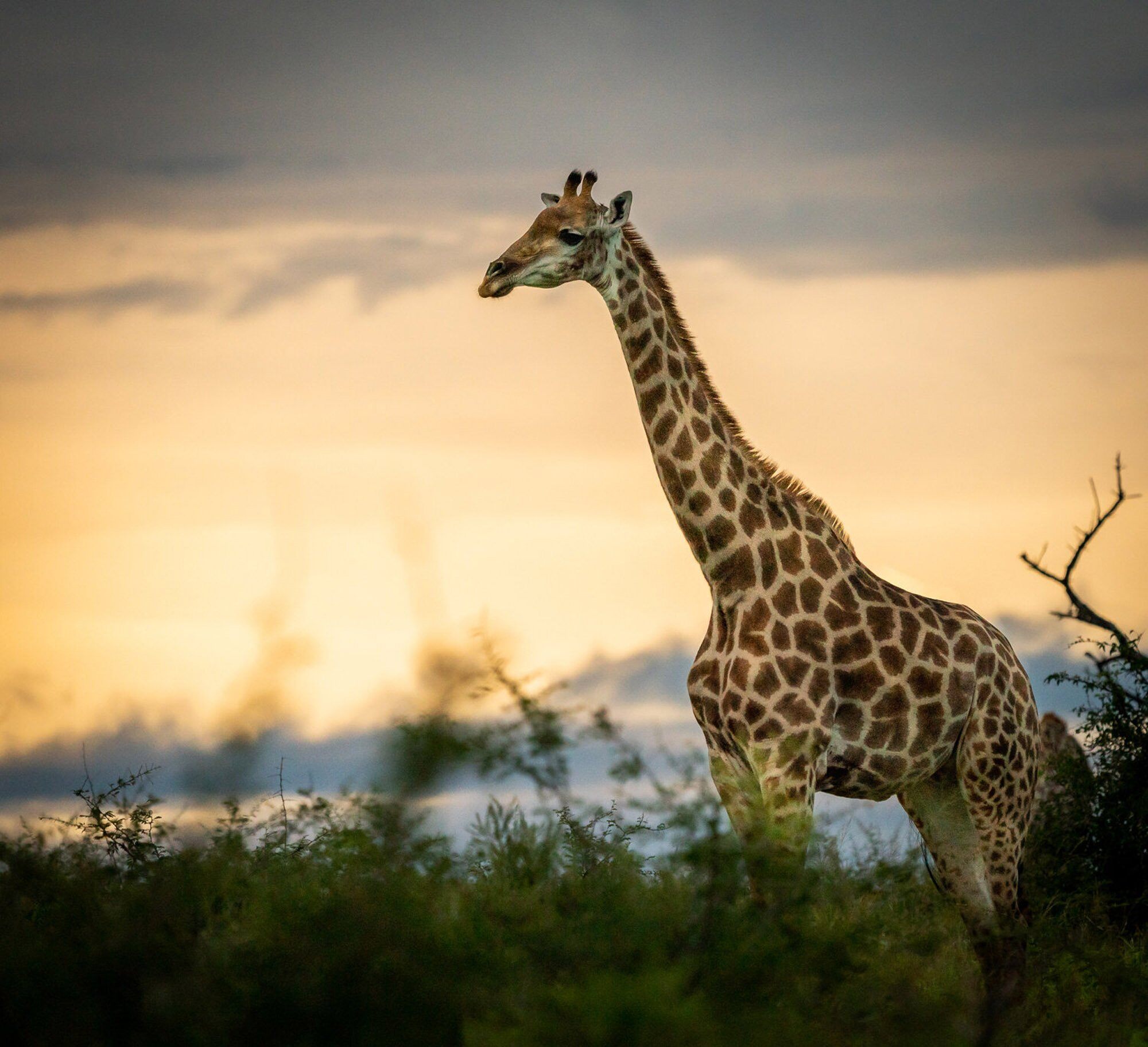 giraffe-on-safari