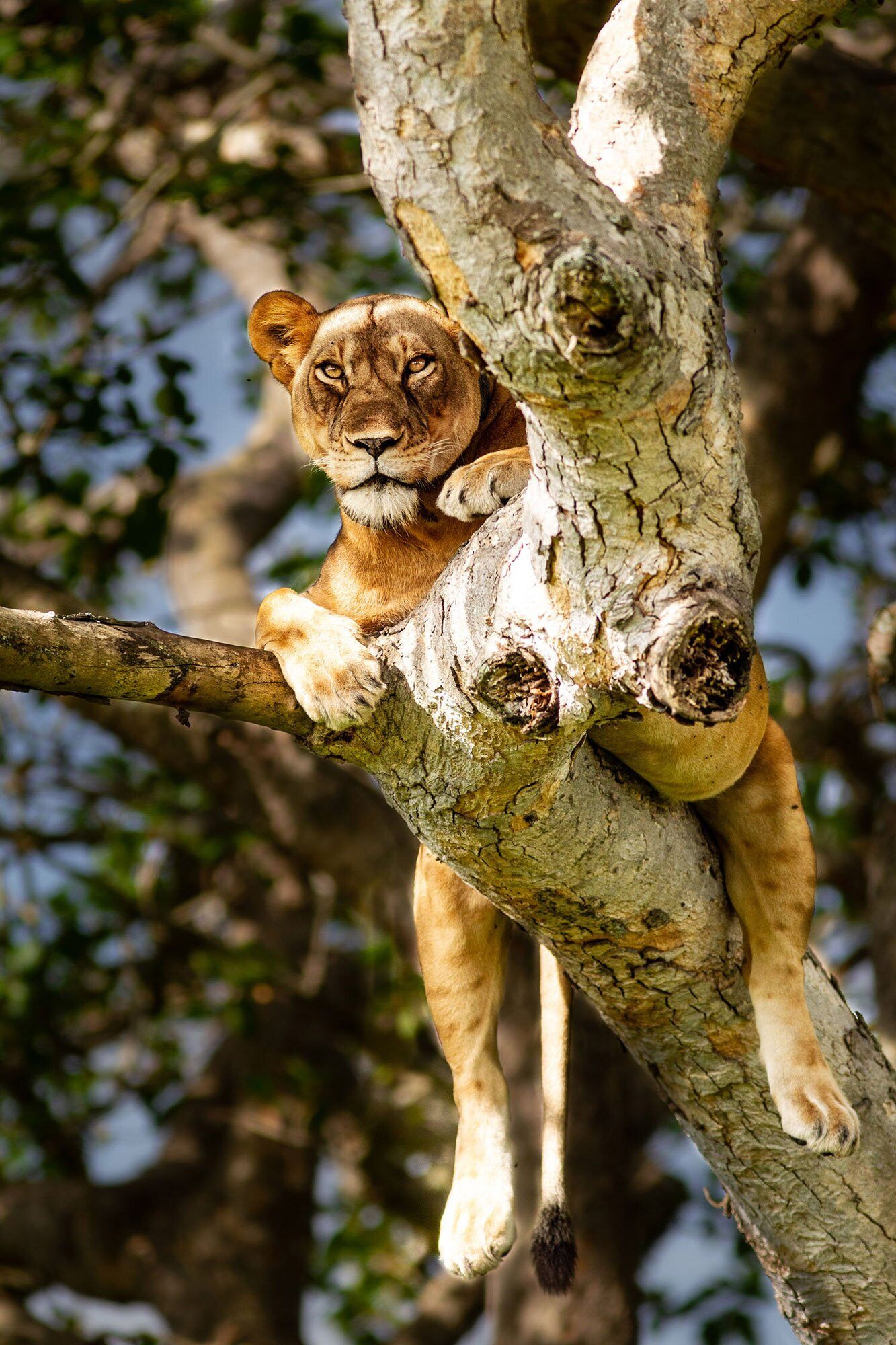 safari_smiths-lion-during-safari